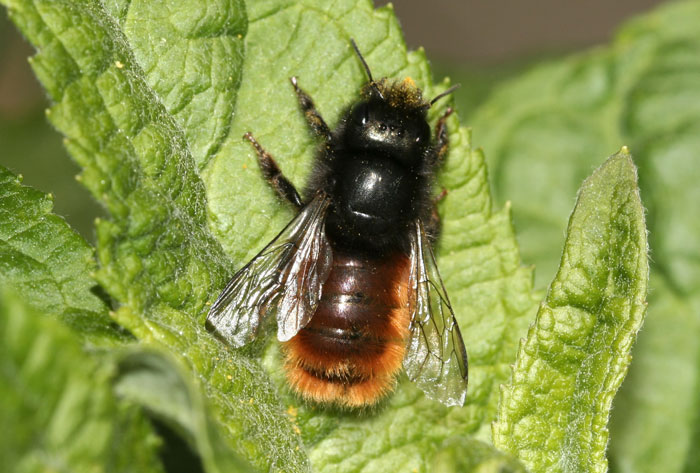 Erste Öffnung des Sehnder NABU-Büros – kostenlose Nisthilfe für Mauerbienen