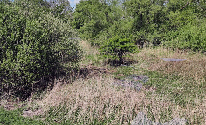 Naturschützer harken wieder auf den höverschen Kippen