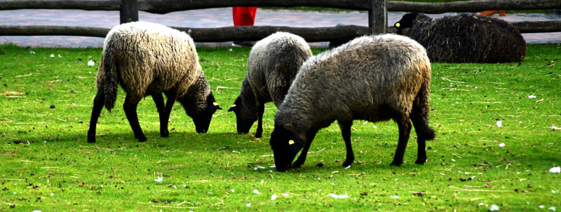 Ausbreitung von Blauzungenkrankheit – Region empfiehlt Impfung von Schafen und Ziegen