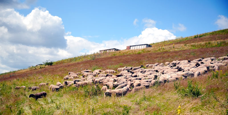 Schafe weiden auf der Deponie Hannover