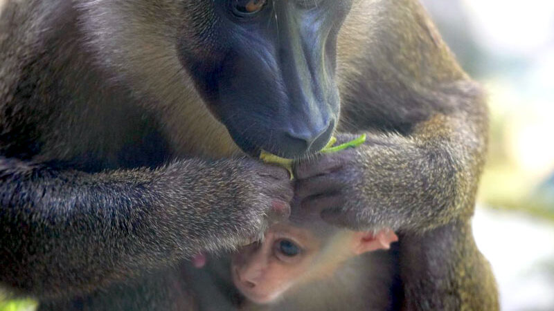 Rosa Gesichtchen gesichtet: Nachwuchs im Erlebnis-Zoo Hannover