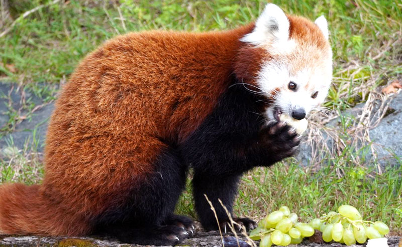 Zuhause in luftiger Höhe: Rote Pandas haben neue Anlage im Zoo Hannover