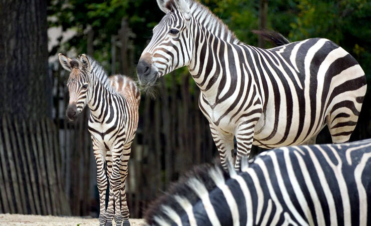 Nachwuchs bei den Steppenzebras im Erlebnis-Zoo