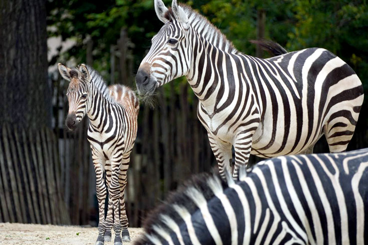 Nachwuchs bei den Steppenzebras im Erlebnis-Zoo