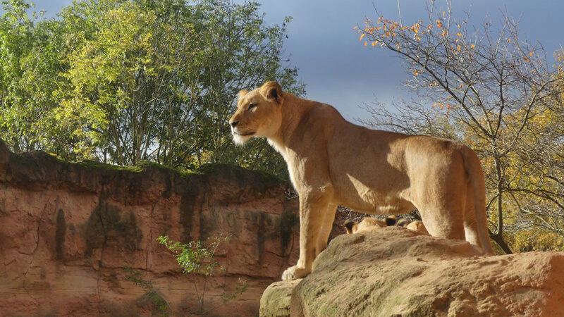 Erlebnis-Zoo Hannover verabschiedet die Sommersaison