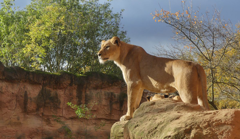 Erlebnis-Zoo Hannover verabschiedet die Sommersaison