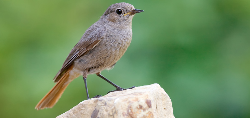 Der Hausrotschwanz ist Vogel des Jahres 2025