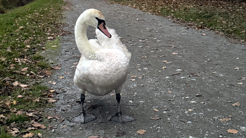 Verletzter Höckerschwan durch Feuerwehr Rethmar gerettet