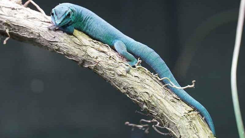 Himmelblau und stark bedroht: Neue Gecko-Arten im Zoo Hannover