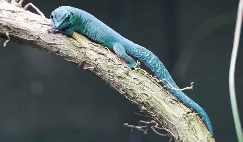 Himmelblau und stark bedroht: Neue Gecko-Arten im Zoo Hannover